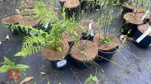 5 JASMINUM OFFICINALE 'CLOTTED CREAM'