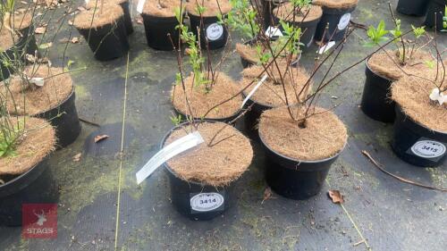 5 PHILADELPHUS 'SNOW BELLE'