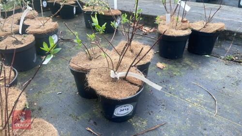 3 PHILADELPHUS 'SNOW BELLE'