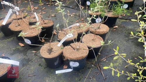 6 ELAEGNUS ANGUSTIFOLIA QUICK SILVER'