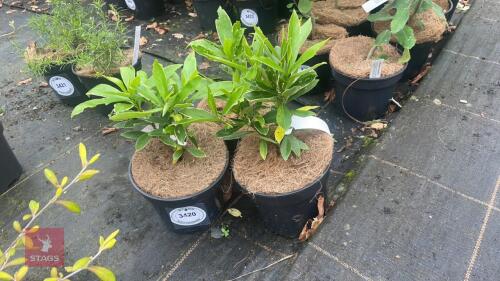 3 DAPHNE ODORA 'AUREO-MARGINATA'