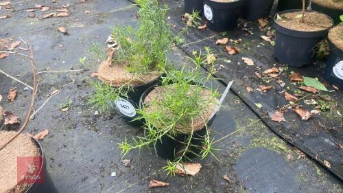 2 GREVILLEA 'CANBERRA GEM'