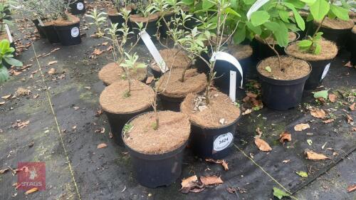 6 ELAEGNUS ANGUSTIFOLIA 'QUICKSILVER'