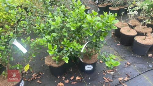 6 ESCALLONIA RUBRA MACRANTHA