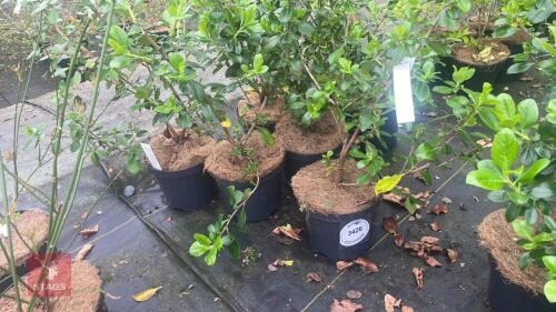 7 ESCALLONIA RUBRA MACRANTHA