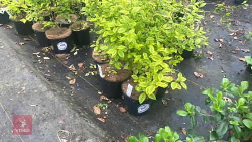 5 LEGUSTRUM OVALIFOLIUM 'AUREUM'