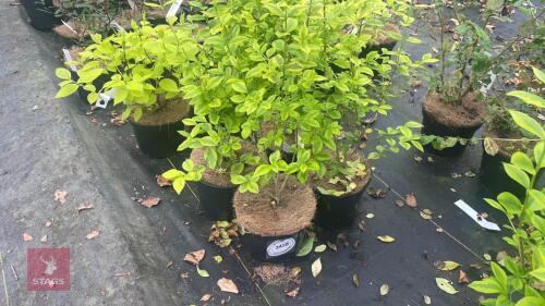 4 LEGUSTRUM OVALIFOLIUM 'AUREUM'