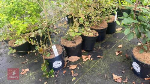 5 AZARA SERRATA SHRUBS