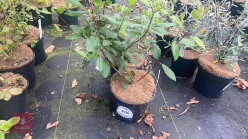 2 VIBURNUM TINUS 'EVE PRICE'