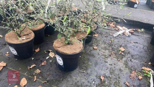 5 COROKIA 'RED WONDER'