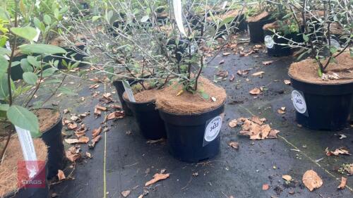 3 COROKIA 'RED WONDER'