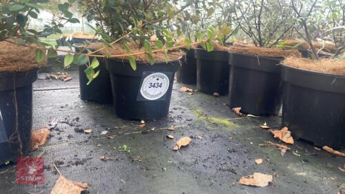 3 UGNI MOLINAE SHRUBS