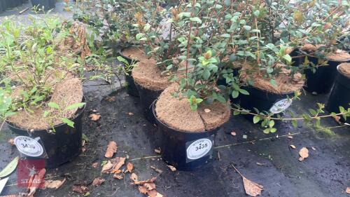 4 UGNI MOLINAE SHRUBS