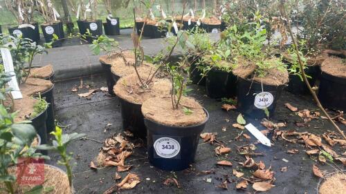 4 CHAENOMELES X SUPERBA CRIMSON N' GOLD