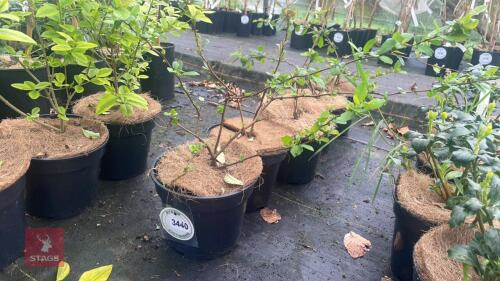 5 CHAENOMELES SPECIOSA 'NIVALIS'