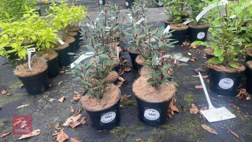 8 DRIMYS LANCEOLATA SHRUBS