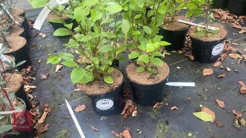 4 GRISELINA LITTORALIS SHRUBS