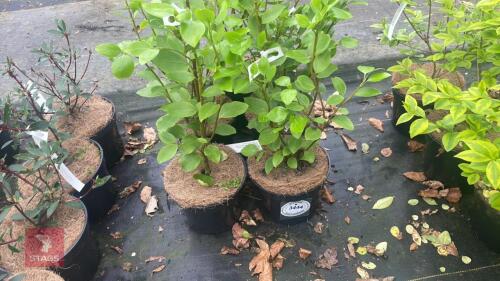 5 GRISELINA LITTORALIS SHRUBS