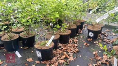 6 LIGUSTRUM OVALIFOLIUM 'AUREUM'