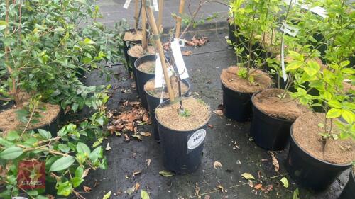 5 WISTERIA FLORIBUNDA MACROBOTRYS