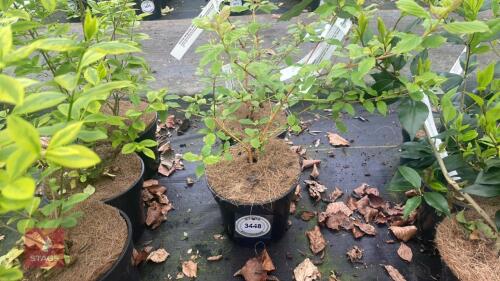 2 CORNUS SANGUINEA WINTER ORANGE SHRUBS