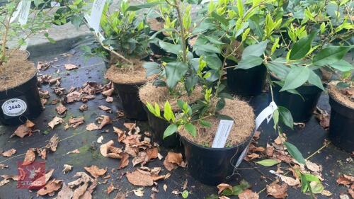 5 LIGUSTRUM LUCIDUM SHRUBS