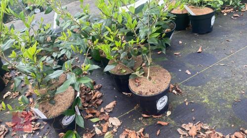 6 LIGUSTRUM LUCIDUM SHRUBS