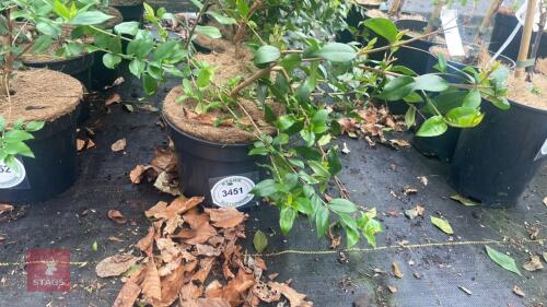 6 MYRTUS COMMUNIS 'VICTORIAS BOUQUET'