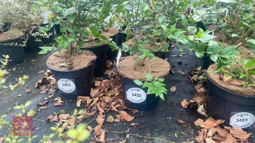 5 MYRTUS COMMUNIS 'VICTORIAS BOUQUET'