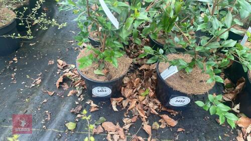5 MYRTUS COMMUNIS 'VICTORIAS BOUQUET'
