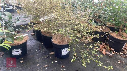 4 COPROSMA 'BEATSONS GOLD'