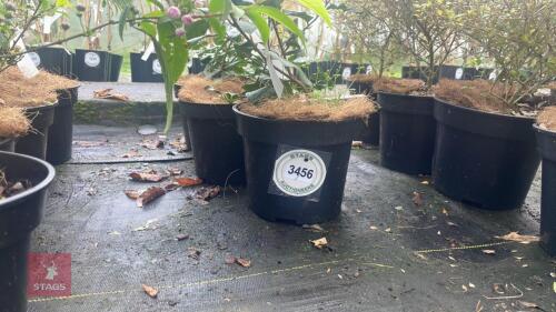3 ITEA ILICIFOLIA SHRUBS