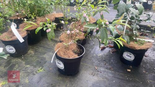 4 PRUNUS GLANDULOSA 'SINENSIS' SHRUBS