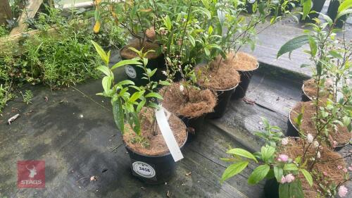 4 PRUNUS GLANDULOSA 'SINENSIS' SHRUBS