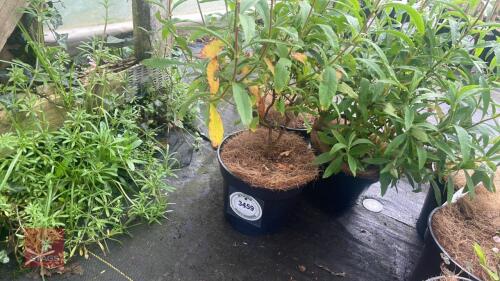 3 CISTUS X PURPUREUS SHRUBS