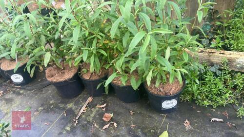 4 CISTUS X PURPUREUS SHRUBS