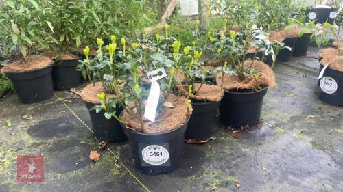 6 PACHYSANDRA TERMINALIS 'GREEN SHEEN'