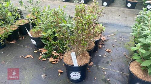 4 CROPROSMA 'EVENING GLOW' SHRUBS