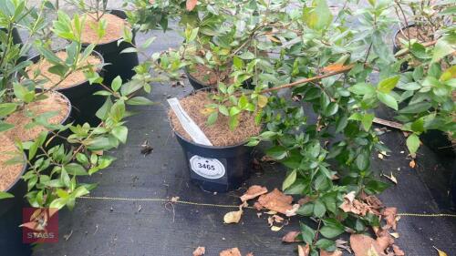 2 ABELIA GRANDIFLORA SHRUBS