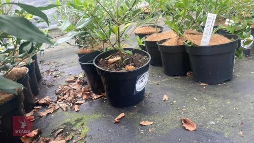 4 PITTOSPORUM HETEROPHYLLUM SHRUBS