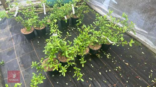5 PYRACANTHA 'CADANGE' SHRUBS