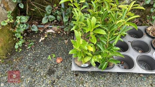 7 PRUNUS LAUROCERASUS SHRUBS