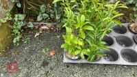 7 PRUNUS LAUROCERASUS SHRUBS