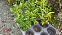 7 PRUNUS LAUROCERASUS SHRUBS - 2