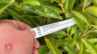 7 PRUNUS LAUROCERASUS SHRUBS - 3