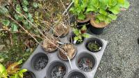 5 MIXED SHRUBS