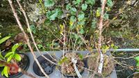 5 MIXED SHRUBS - 3
