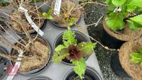 5 MIXED SHRUBS - 4