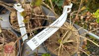 5 MIXED SHRUBS - 5