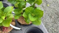 2 HYDRANGEA 'ZORRO' - 2